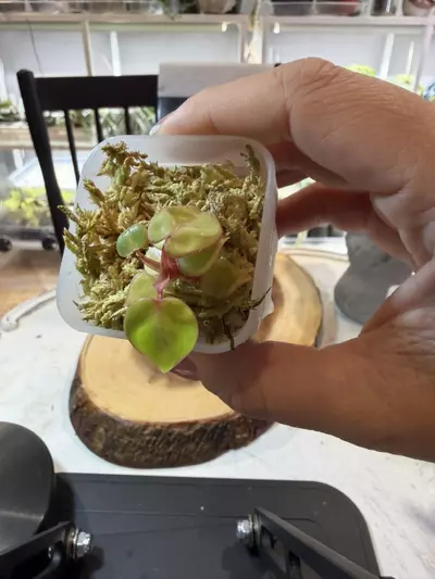 plant/REVERT Var Billie-0-thumbnail