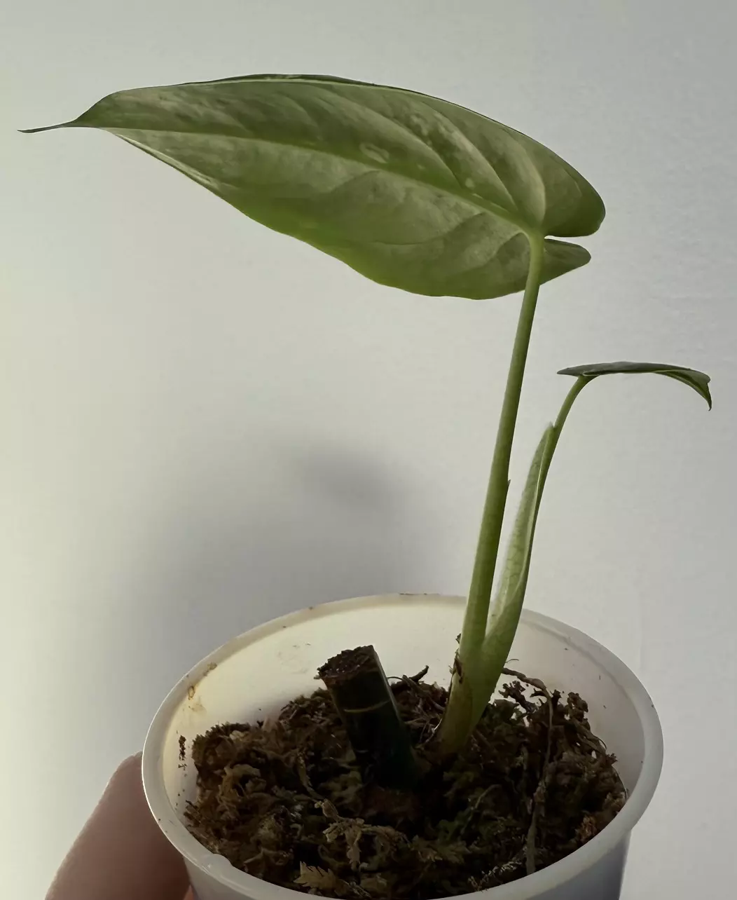 plant/Syngonium Chiapense-1