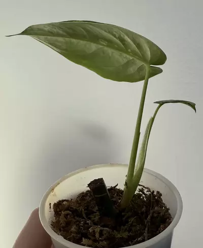 plant/Syngonium Chiapense-1-thumbnail