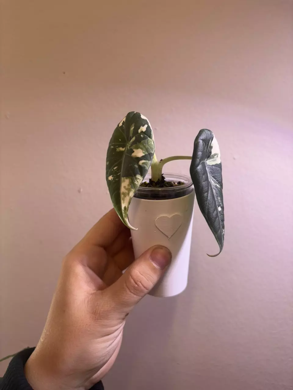 plant/✨Alocasia Maharani Albo/Pink✨-1