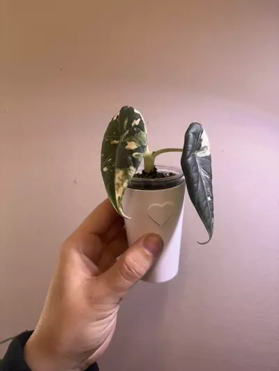 plant/✨Alocasia Maharani Albo/Pink✨-1-thumbnail