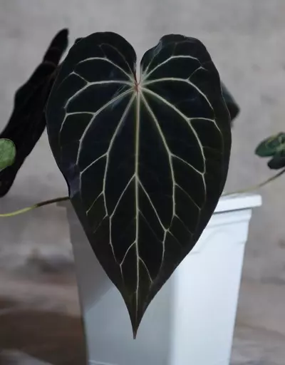 plant/Double Insulation-0-thumbnail