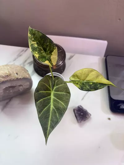 plant/✨Alocasia Regal Shield Aurea✨-0-thumbnail