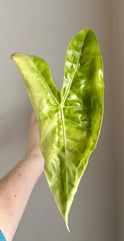 plant/Alocasia Longiloba x Pink Dragon Aurea Hybrid Pup-0-thumbnail