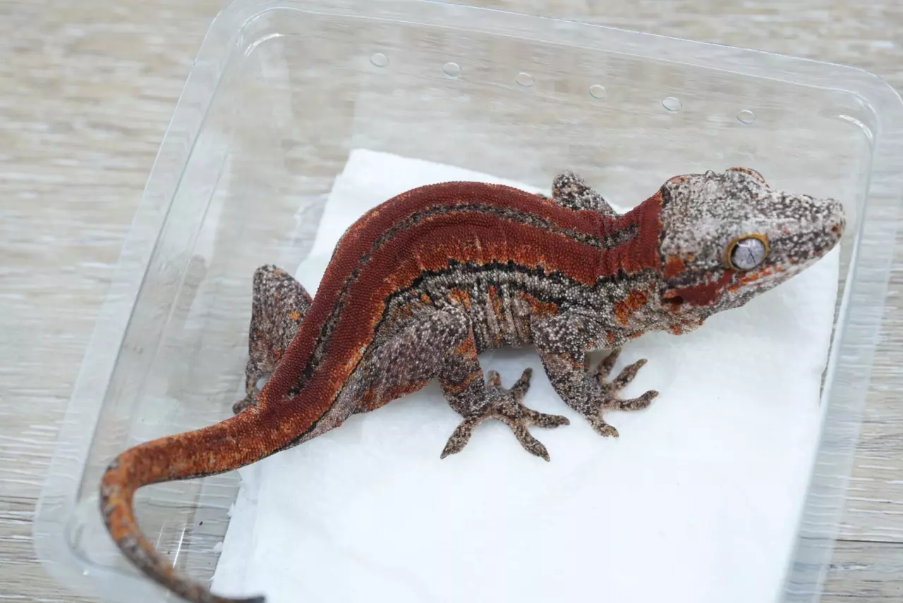 plant/G2 28g female red stripe gargoyle-1