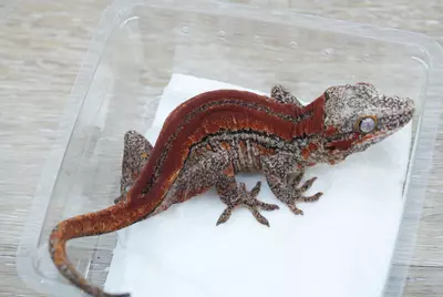 plant/G2 28g female red stripe gargoyle-1-thumbnail