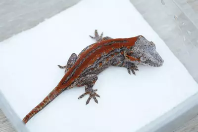 plant/G3 10g probable male red stripe gargoyle-1-thumbnail