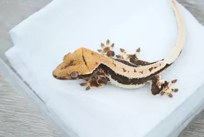 plant/#126 5g Male 100% het axanthic Lilly-0-thumbnail