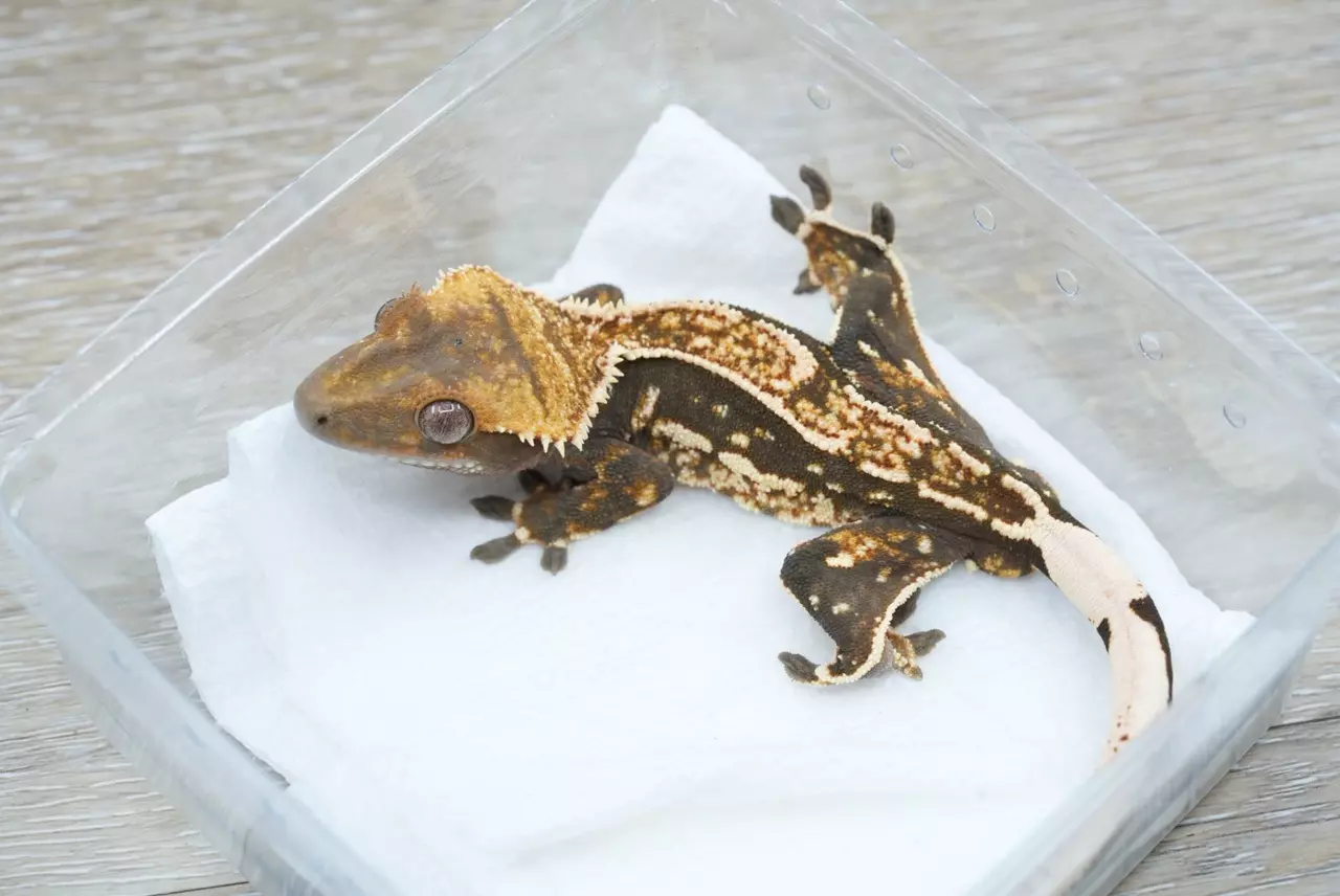 plant/#123  14g male frost line het eb-1