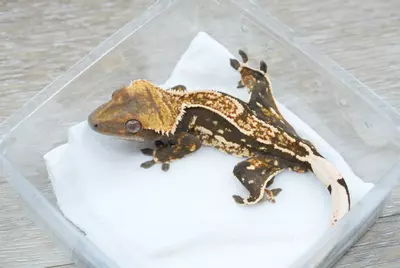 plant/#123  14g male frost line het eb-1-thumbnail