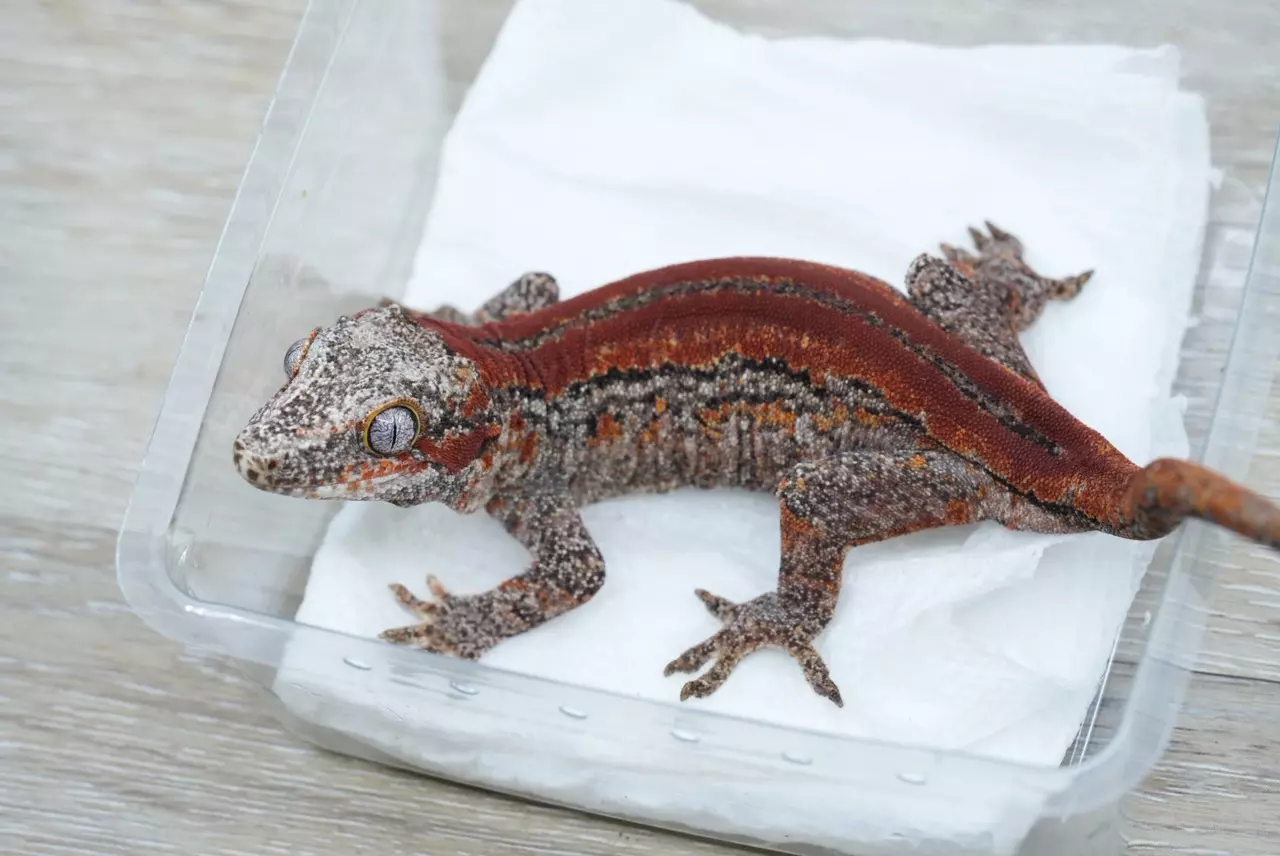 plant/G2 28g female red stripe gargoyle-0