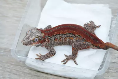 plant/G2 28g female red stripe gargoyle-0-thumbnail