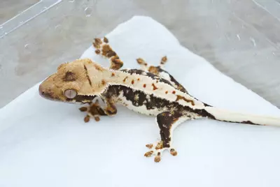 plant/#125 4.5g male Lilly white 100% het axanthic-1-thumbnail