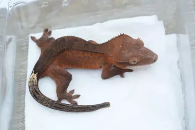 plant/#121 12g npv phantom cappucino-1-thumbnail