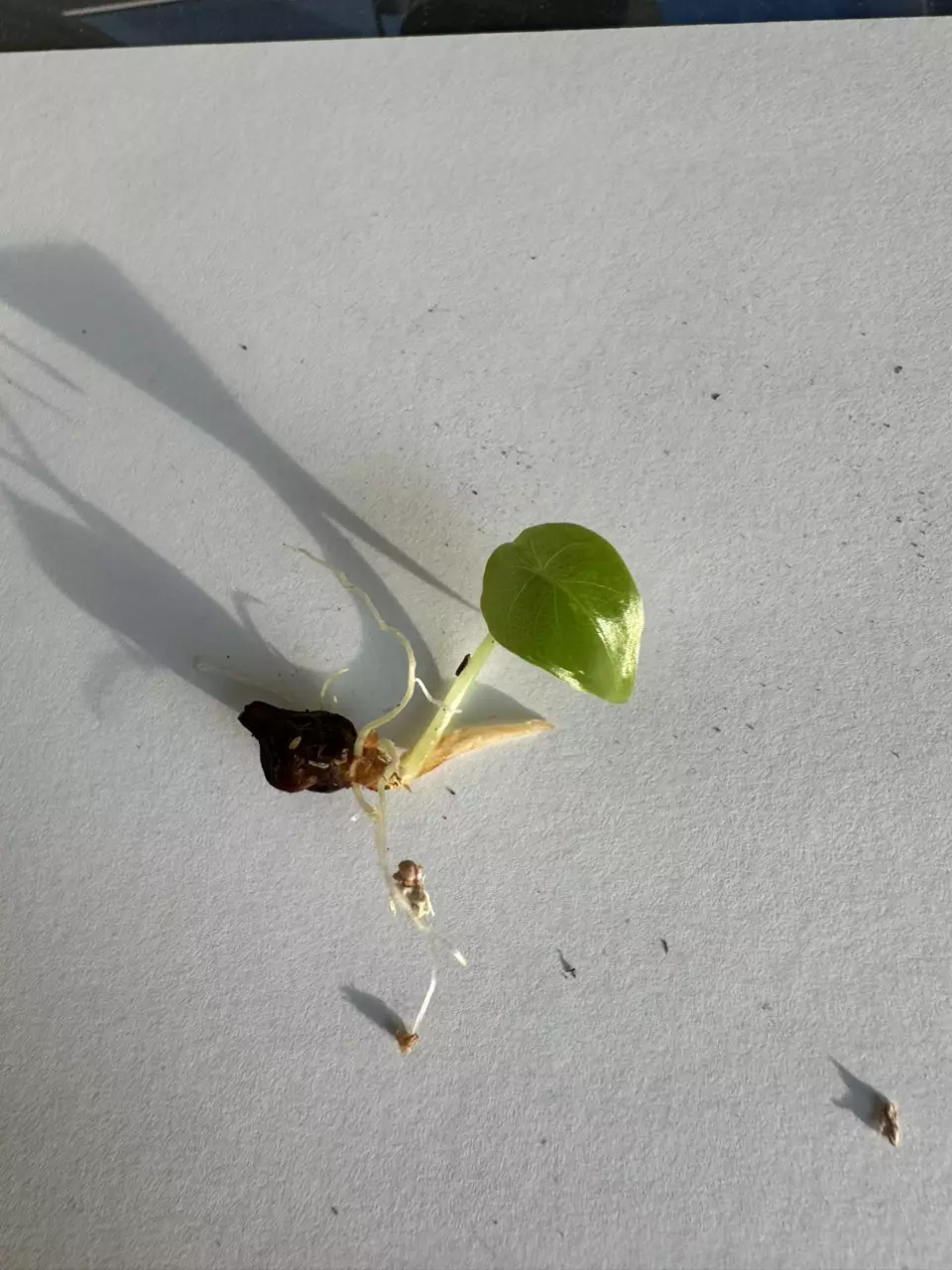 plant/Alocasia Longiloba x Pink Dragon Aurea Hybrid Pup-1