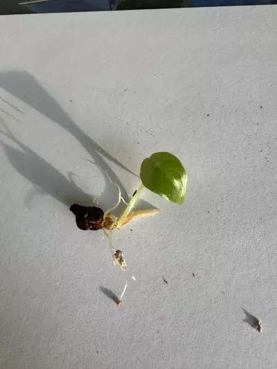 plant/Alocasia Longiloba x Pink Dragon Aurea Hybrid Pup-1-thumbnail