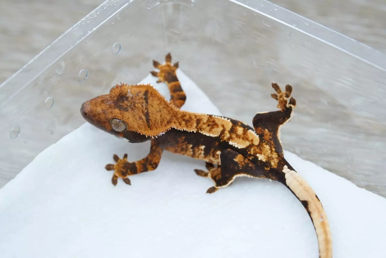 plant/#124 4.5g unsexed 100% het axanthic-0