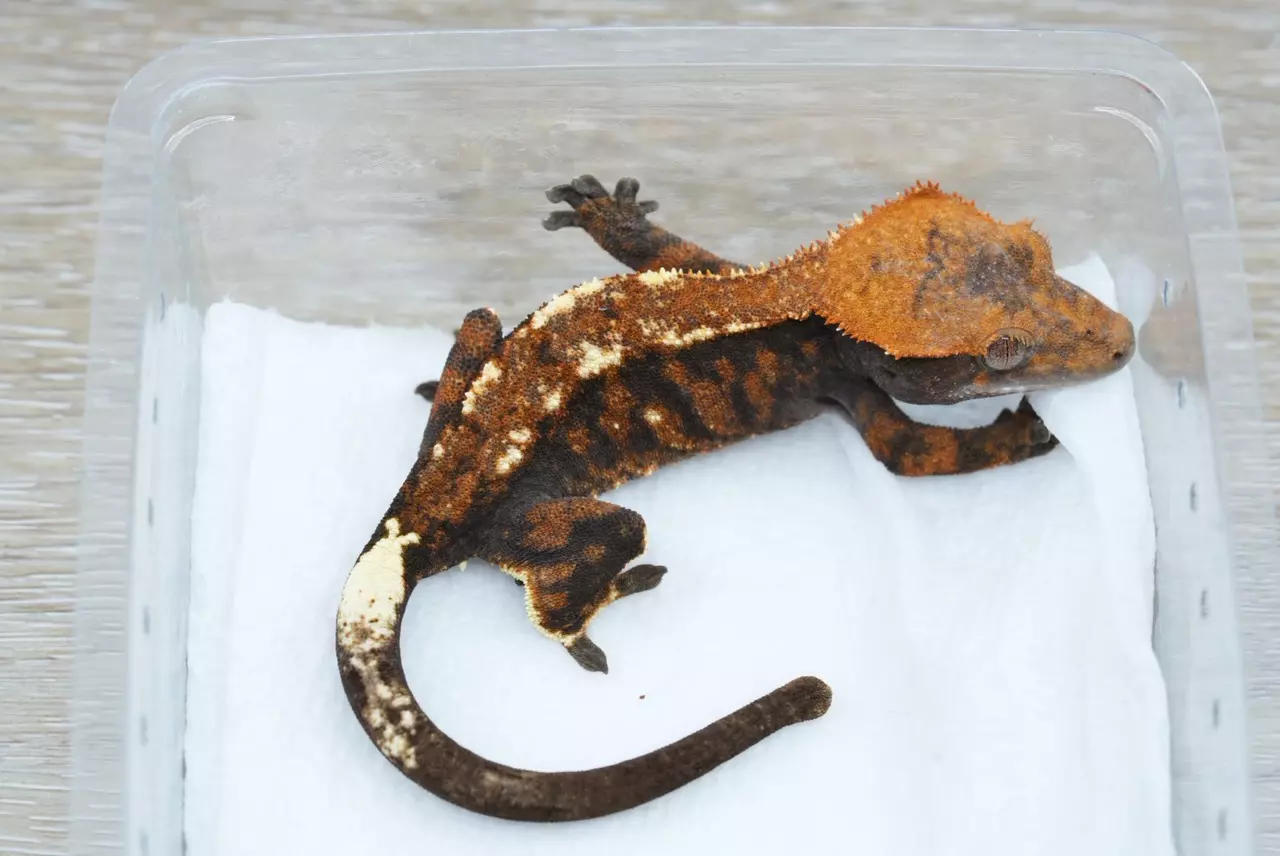 plant/#122 50% het axanthic  cappuccino male 13g-1