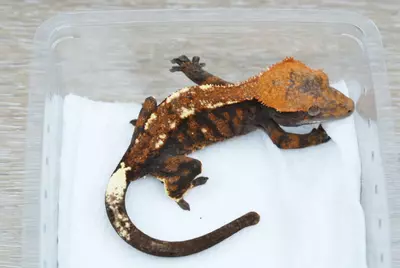 plant/#122 50% het axanthic  cappuccino male 13g-1-thumbnail