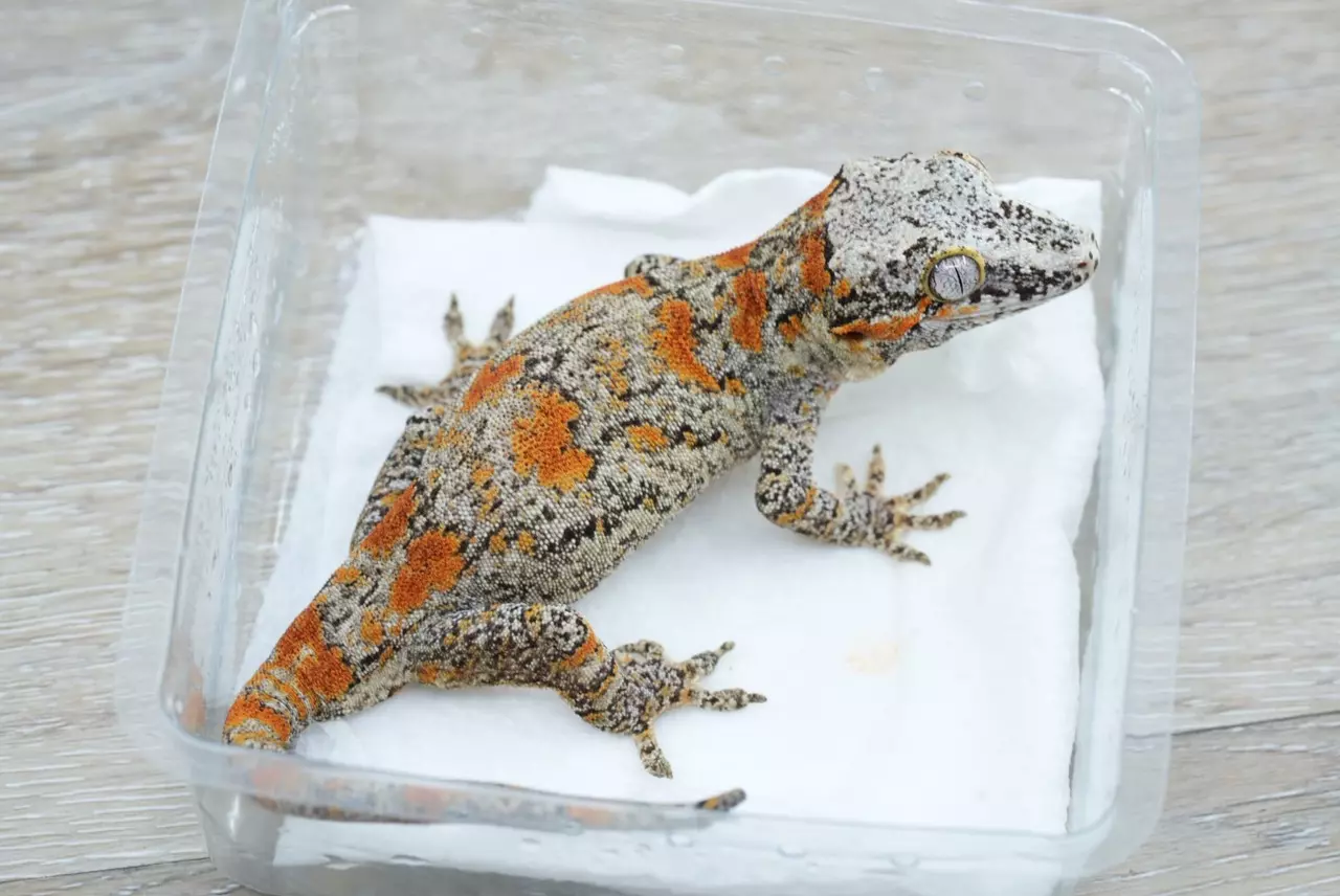 plant/g4 35g female orange blotch gargoyle-1