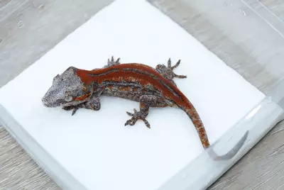 plant/G3 10g probable male red stripe gargoyle-0-thumbnail