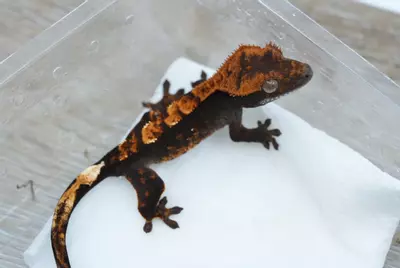 plant/#127 4.5g unsexed 100% het axanthic-0-thumbnail