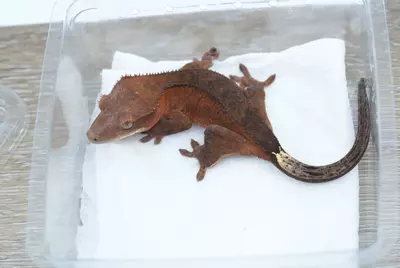 plant/#121 12g npv phantom cappucino-0-thumbnail