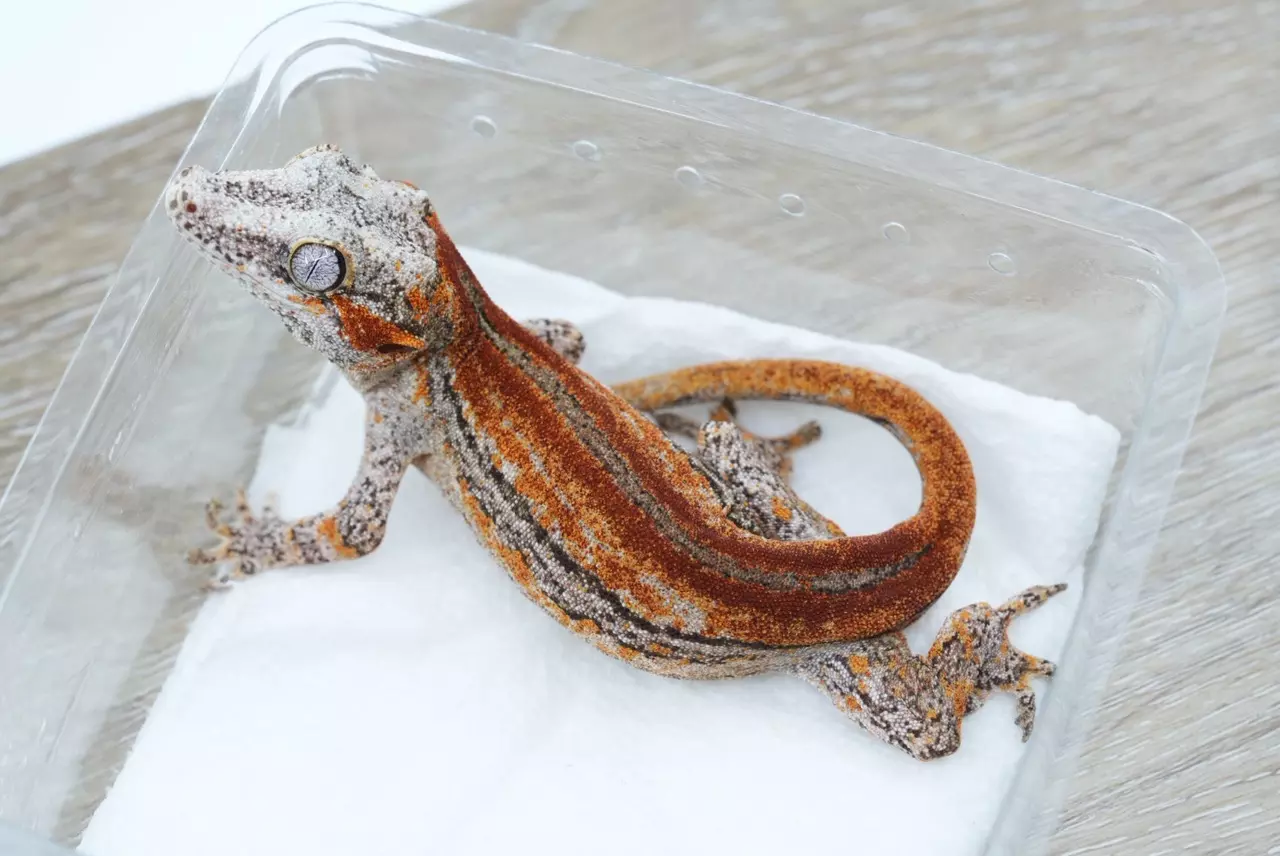 plant/G1 25g female red/orange stripe gargoyle-0