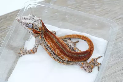 plant/G1 25g female red/orange stripe gargoyle-0-thumbnail