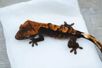 plant/#127 4.5g unsexed 100% het axanthic-1-thumbnail