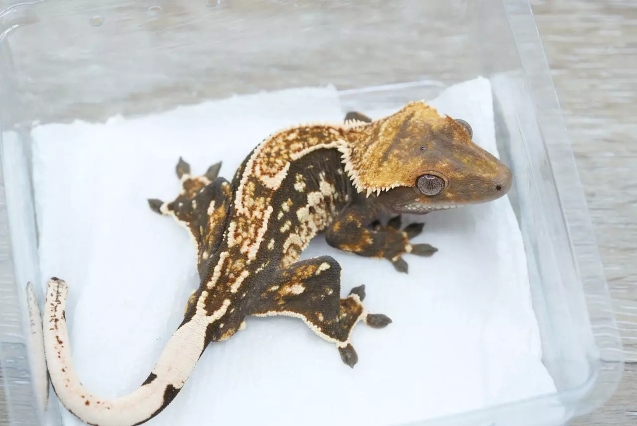 plant/#123  14g male frost line het eb-0