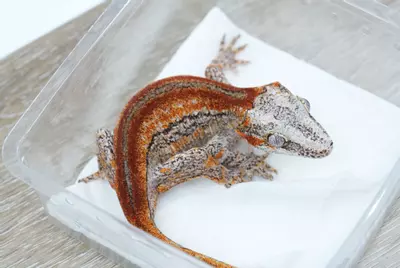 plant/G1 25g female red/orange stripe gargoyle-1-thumbnail