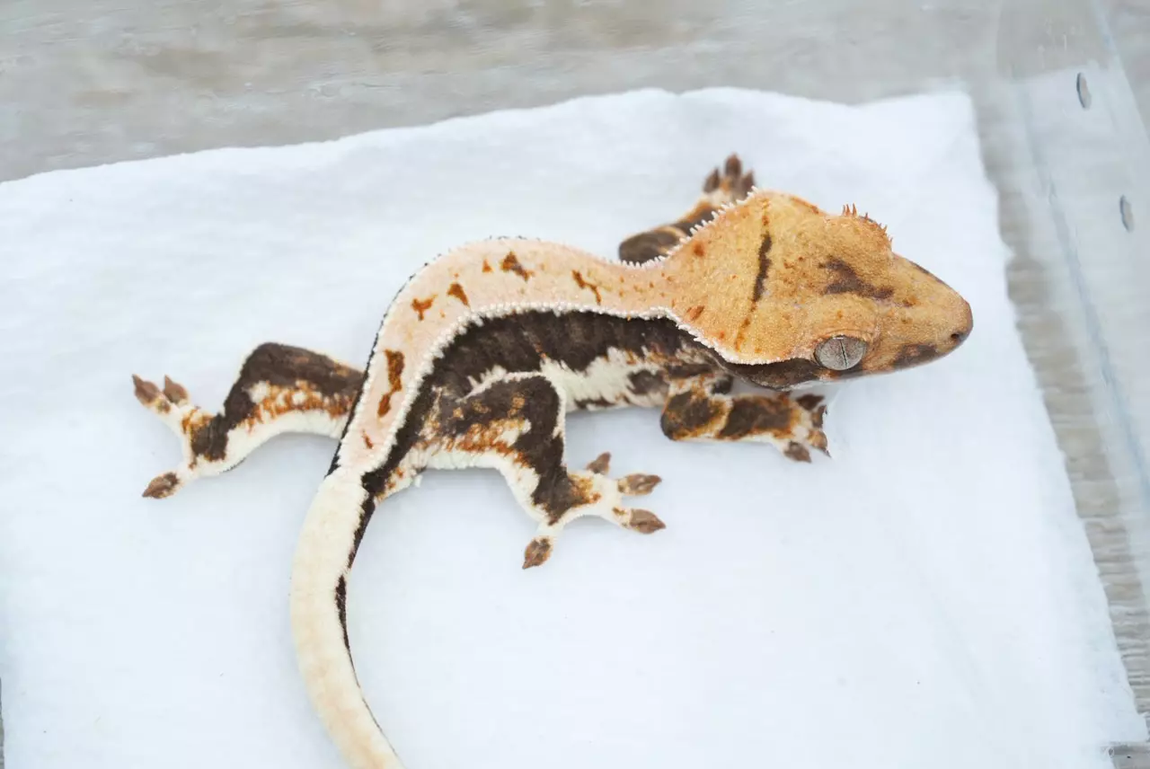 plant/#126 5g Male 100% het axanthic Lilly-1