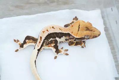 plant/#126 5g Male 100% het axanthic Lilly-1-thumbnail