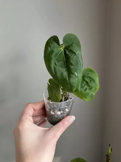 plant/Anthurium Dark Phoenix x Open-0-thumbnail