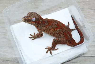 plant/G5 22h red blotched female gargoyle-0-thumbnail