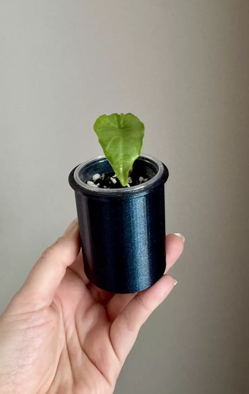 plant/Cache pot, inner pot and lid 3D printed pot - plant not included-2