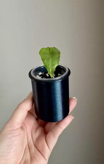 plant/Cache pot, inner pot and lid 3D printed pot - plant not included-2-thumbnail