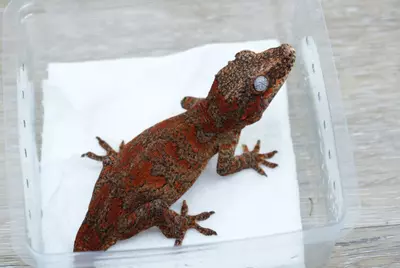 plant/G5 22h red blotched female gargoyle-1-thumbnail