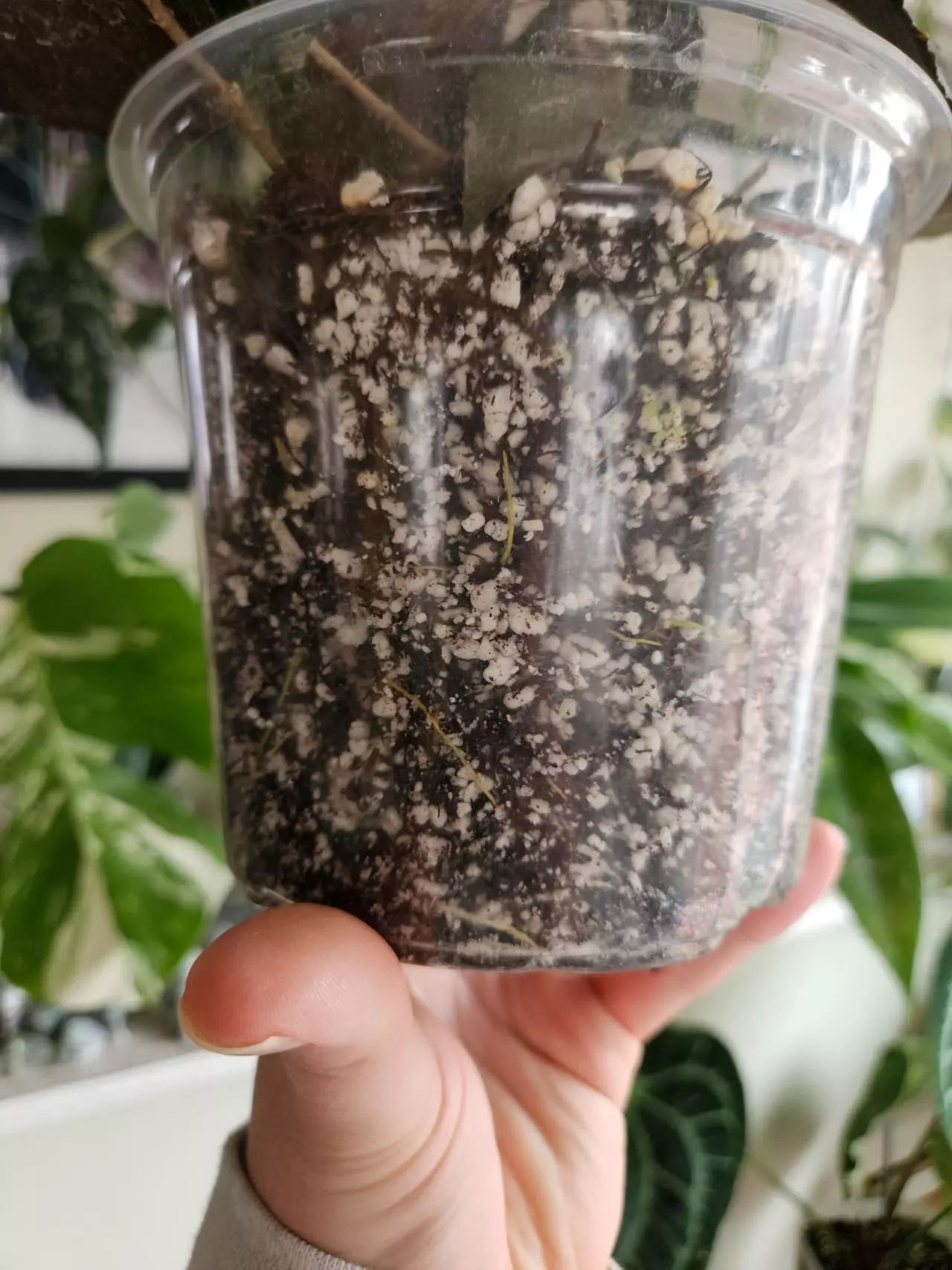 plant/Hoya caudata sumatra 6"-3