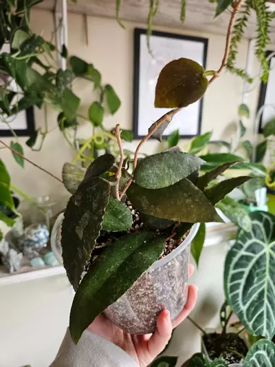 plant/Hoya caudata sumatra 6"-2-thumbnail