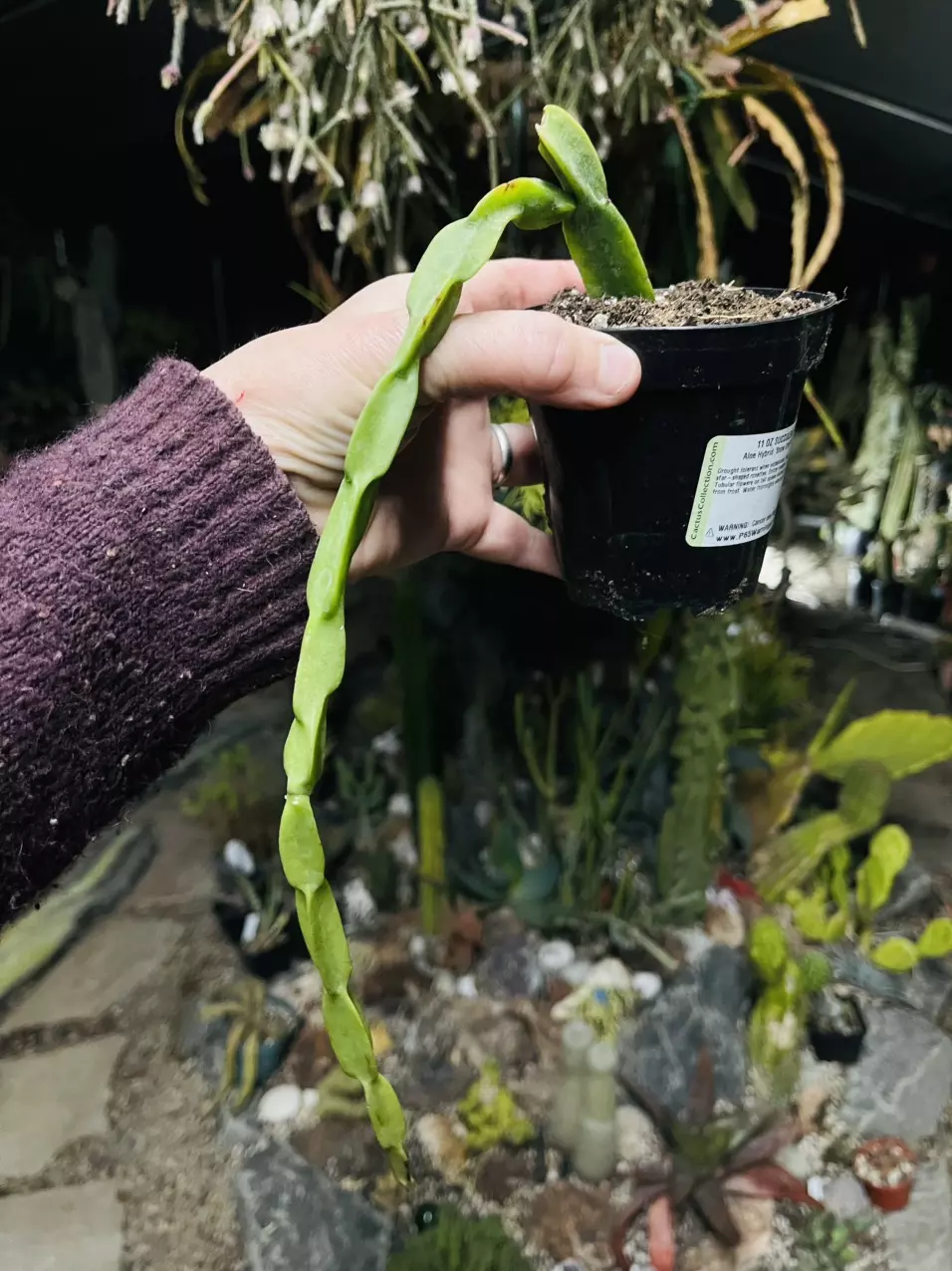 plant/Rhipsalis Paradoxa 3” pot-0