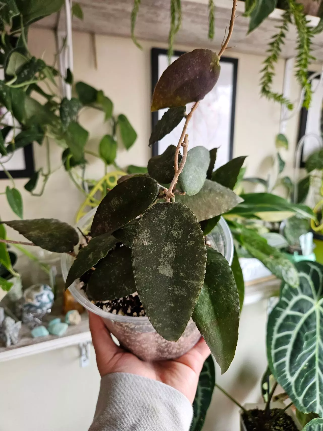 plant/Hoya caudata sumatra 6"-0