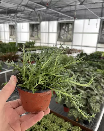 plant/String of Dolphins 4” pot growers choice-6-thumbnail