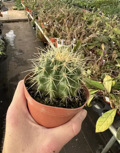 plant/Golden Barrel Cactus 4” pot growers choice-3-thumbnail