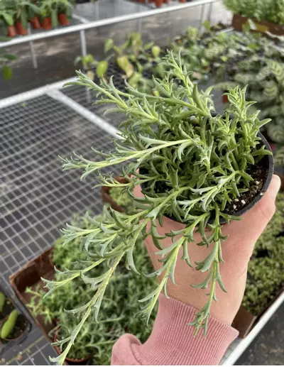 plant/String of Dolphins 4” pot growers choice-5-thumbnail