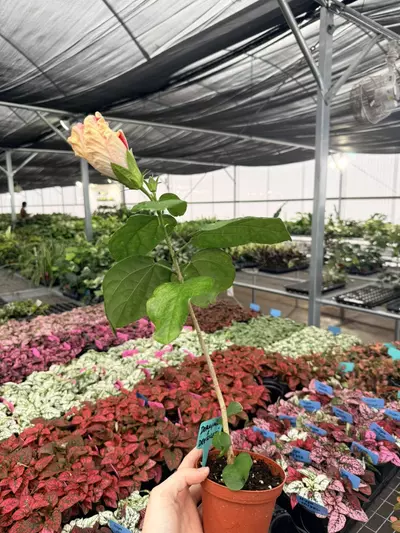 plant/Rim Of Fire Hibiscus 4” Pot Growers Choice-3-thumbnail