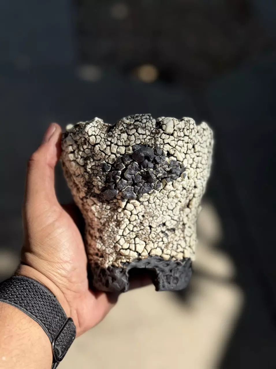 plant/Gold and black footed 4.5x4.5-0