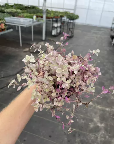 plant/Tradescantia pink panther 4” pot growers choice-2-thumbnail