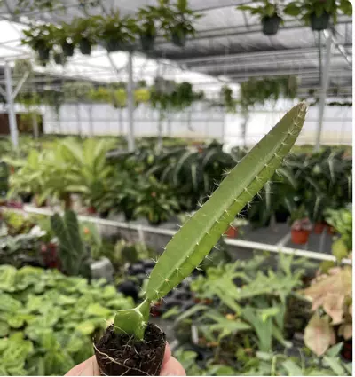 plant/Edgar’s Baby Dragonfruit starter plant growers choice-2-thumbnail